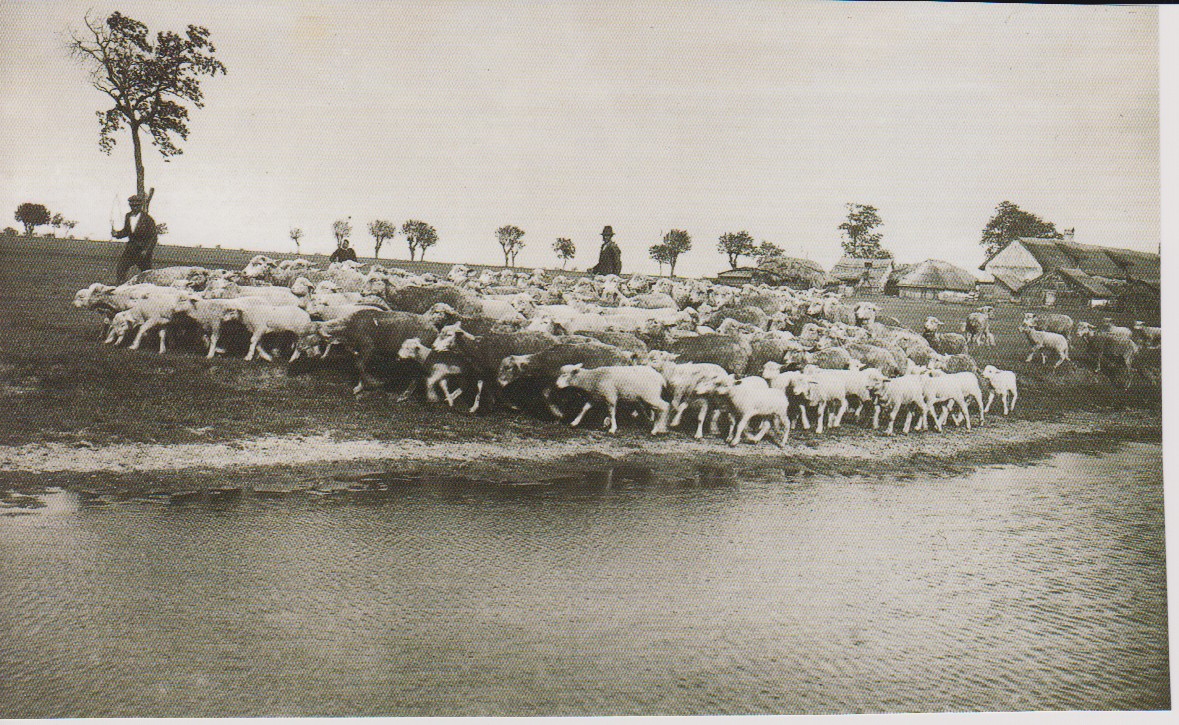 Zu sehen ist eine Schafherde und ein Schäfer im Seewinkel.